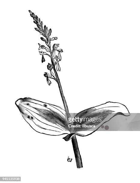 botany plants antique engraving illustration: neottia ovata (eggleaf twayblade) - ovata stock illustrations