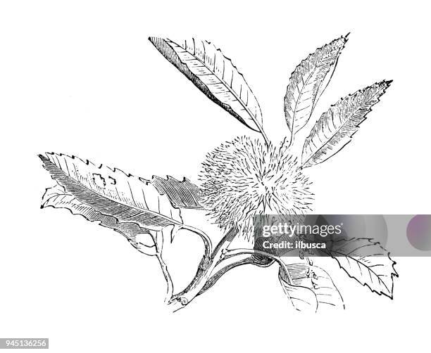 botany plants antique engraving illustration: castanea sativa (sweet chestnut) - chestnut tree stock illustrations