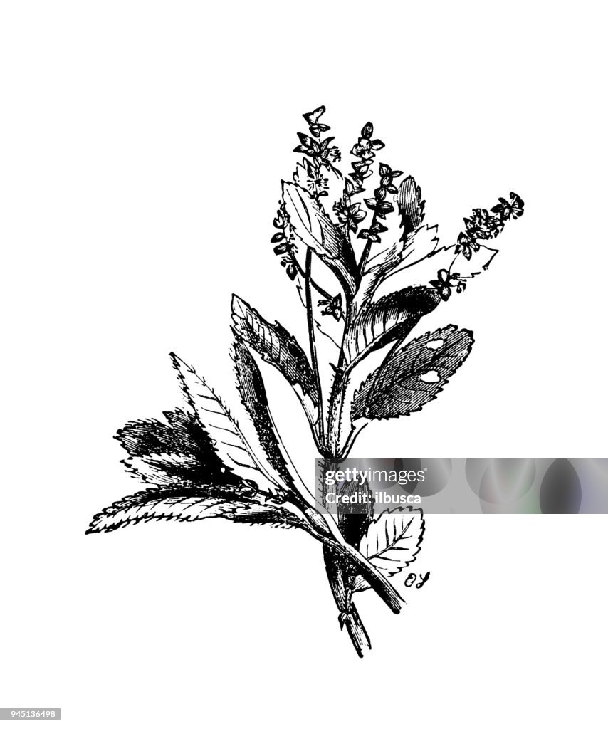 Botany plants antique engraving illustration: Mercurialis perennis (dog's mercury)