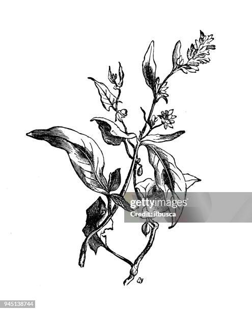 141点のそばイラスト素材 Getty Images 141点のそばイラスト素材 Getty Images