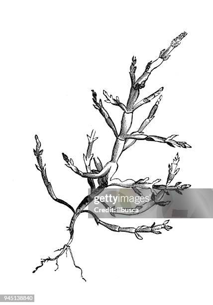 botany plants antique engraving illustration: salicornia europaea (glasswort) - salicornia europaea uk stock illustrations