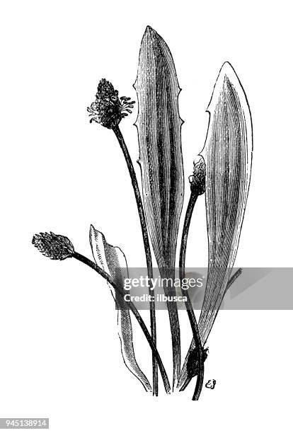 botany plants antique engraving illustration: plantago lanceolata (ribwort plantain, narrowleaf plantain) - plantago lanceolata stock illustrations