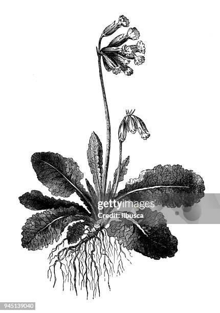 botany plants antique engraving illustration: primula veris (cowslip) - cowslip stock illustrations