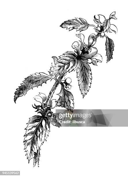 botanische pflanzen antike gravur illustration: lamium galeobdolon (gelber erzengel, artillerieanlage) - erzengel stock-grafiken, -clipart, -cartoons und -symbole