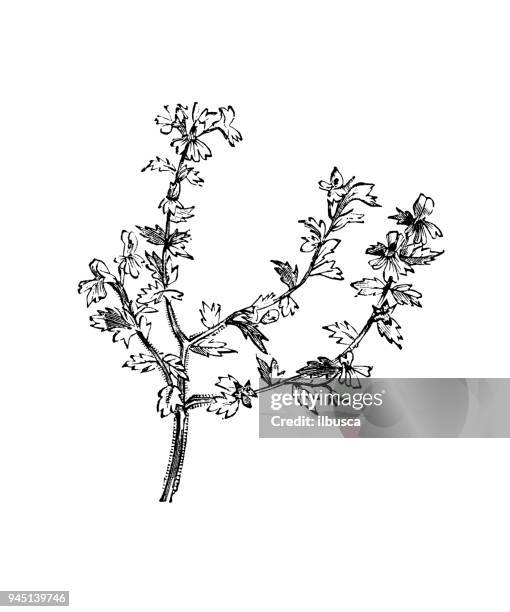 botany plants antique engraving illustration: euphrasia rostkoviana (euphrasia officinalis, eyebright, eyewort) - euphrasia stock illustrations