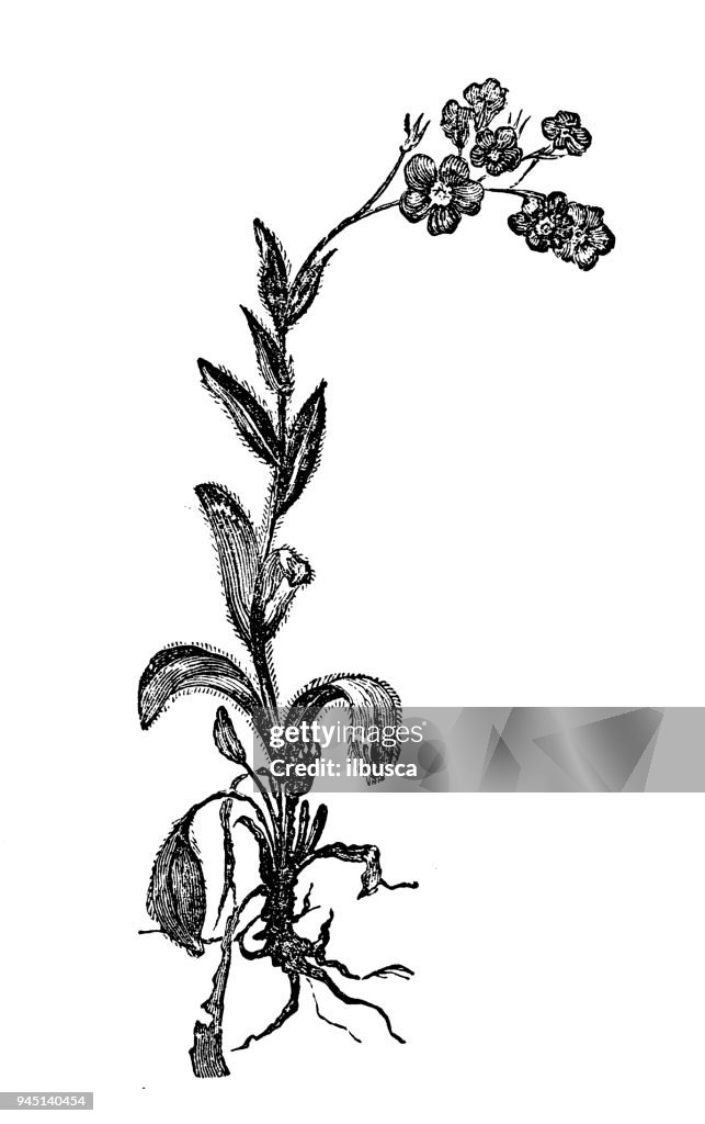 Botany plants antique engraving illustration: Myosotis alpestris (alpine forget-me-not)