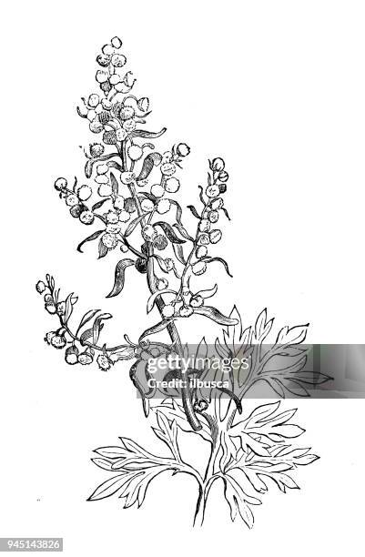 botany plants antique engraving illustration: artemisia absinthium (absinthe, absinthium) - artemisia stock illustrations