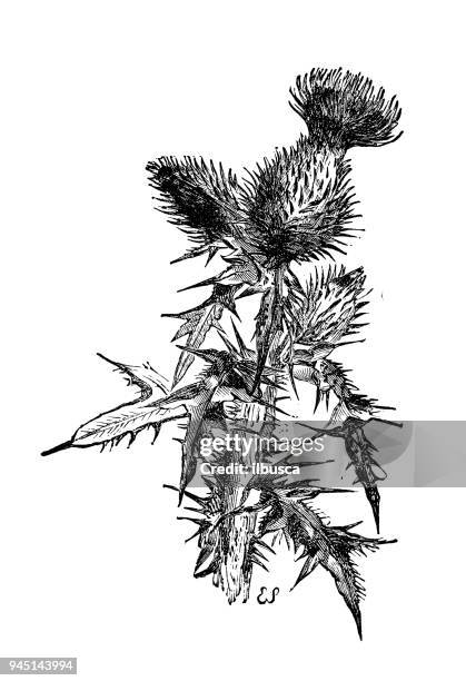 botany plants antique engraving illustration: onopordum acanthium (cotton thistle, scotch thistle) - thistle stock illustrations