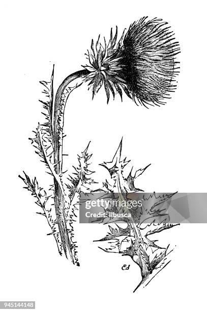 botany plants antique engraving illustration: carduus nutans (musk thistle, nodding thistle) - musk flower stock illustrations