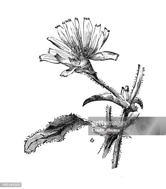 botany plants antique engraving illustration: chicory (cichorium intybus) - chicory stock illustrations