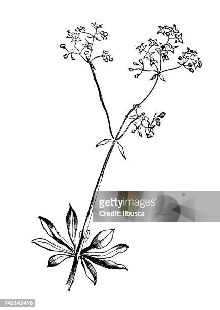 botany plants antique engraving illustration: galium odoratum (sweetscented bedstraw) - galium stock illustrations