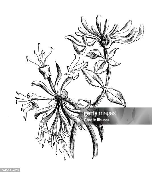 ilustrações, clipart, desenhos animados e ícones de plantas de botânica antiga ilustração de gravura: lonicera periclymenum (madressilva) - arrowwood