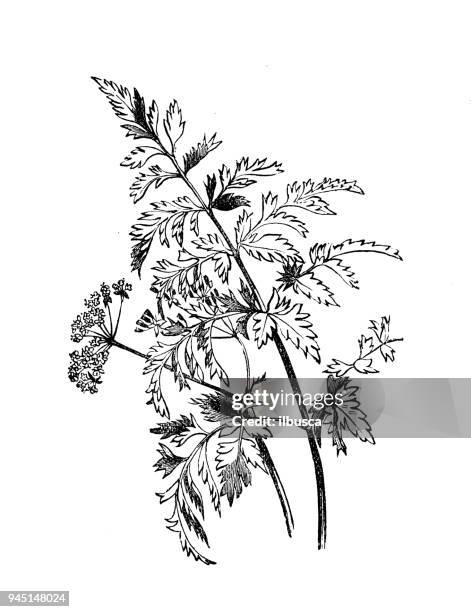 botany plants antique engraving illustration: anthriscus sylvestris (cow parsley, wild chervil) - chervil stock illustrations