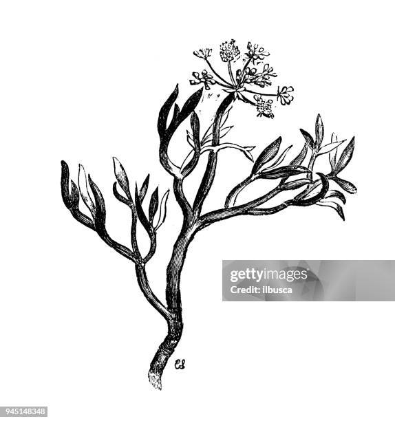 illustrations, cliparts, dessins animés et icônes de plantes de botanique antique illustration de gravure : crithmum maritimum (salicorne) - marsh samphire