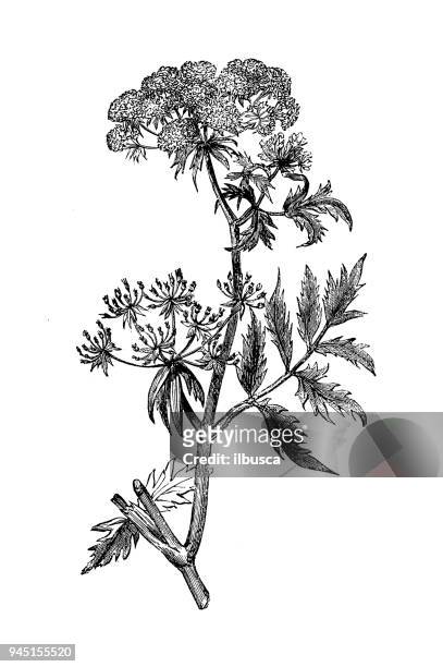 botany plants antique engraving illustration: sium angustifolium (water parsnip) - parsnip stock illustrations