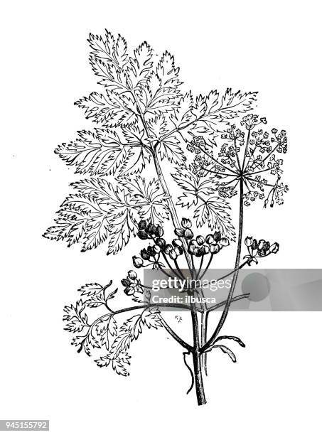 botany plants antique engraving illustration: conium maculatum (hemlock) - poison hemlock stock illustrations