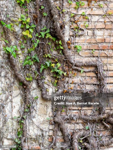 complete setting of a facade of a adobe wall with stones ancient and a plant (hedera helix). high resolution photography. - adobe texture stockfoto's en -beelden