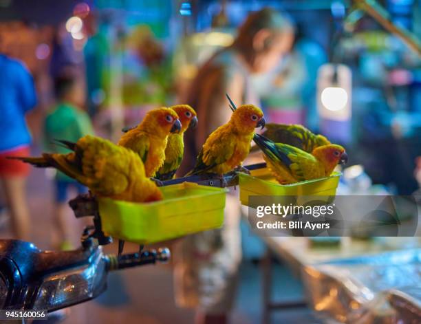 sun parakeets sit on a motorbike - monogamous animal behavior stock pictures, royalty-free photos & images