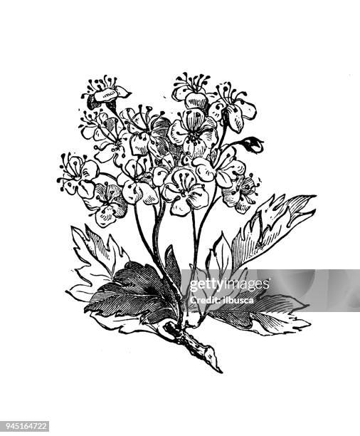 stockillustraties, clipart, cartoons en iconen met plantkunde planten antieke gravure illustratie: crataegus monogyna (meidoorn) - meidoorn