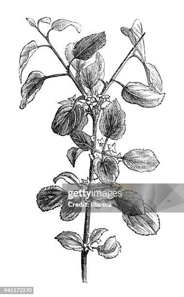botany plants antique engraving illustration: rhamnus cathartica (buckthorn) - rhamnus cathartica stock illustrations