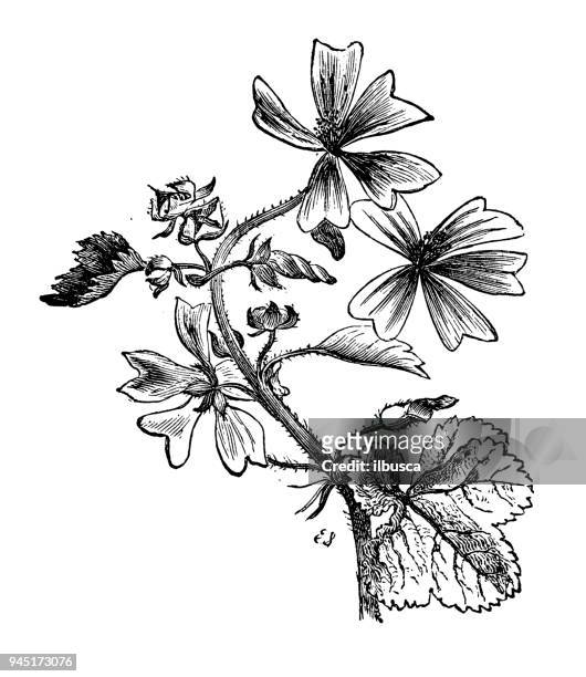 ilustraciones, imágenes clip art, dibujos animados e iconos de stock de botánica plantas antigua ilustración de grabado: malva sylvestris (malva) - malva