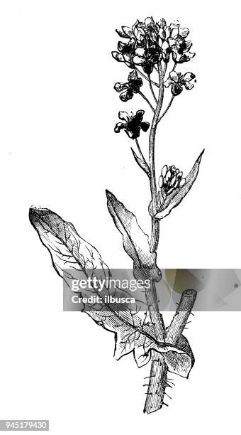 botany plants antique engraving illustration: brassica rapa campestris (field mustard) - brassica campestris stock illustrations