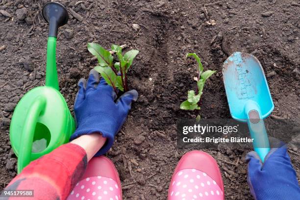 woman planting seedling - brigitte blättler stock pictures, royalty-free photos & images