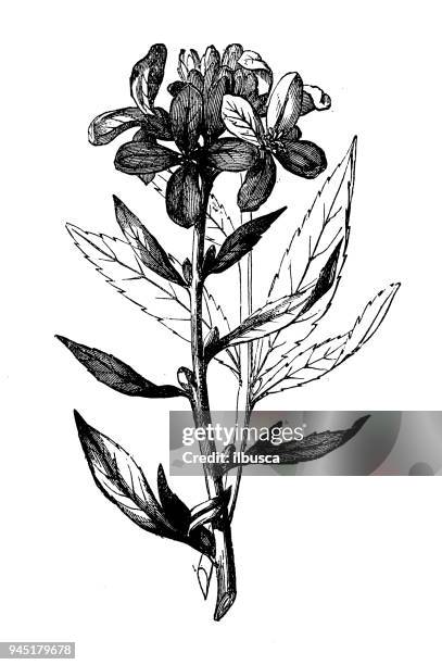 botany plants antique engraving illustration: cardamine bulbifera (coral root) - cardamine bulbifera stock illustrations