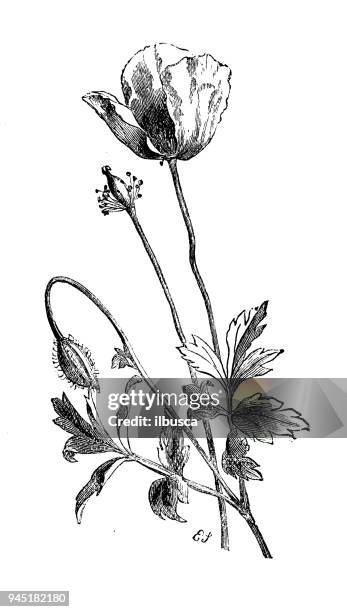 botany plants antique engraving illustration: meconopsis (welsh poppy) - poppy stock illustrations