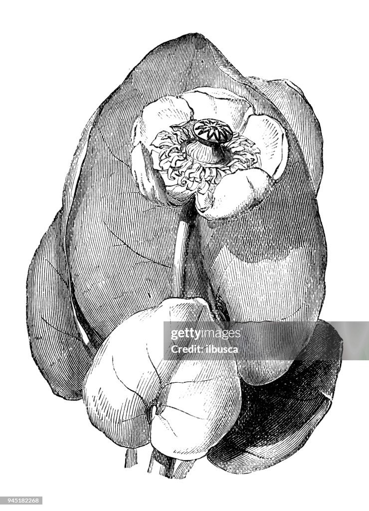 Botany plants antique engraving illustration: Nuphar lutea (yellow water-lily)