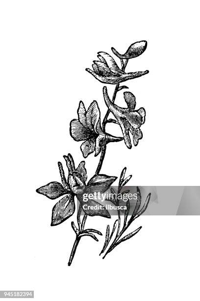 ilustraciones, imágenes clip art, dibujos animados e iconos de stock de botánica plantas antigua ilustración de grabado: delphinium (espuela de caballero) - delphinium