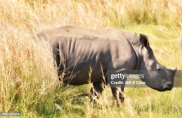 young white rhino in africa - cria de rinoceronte - fotografias e filmes do acervo