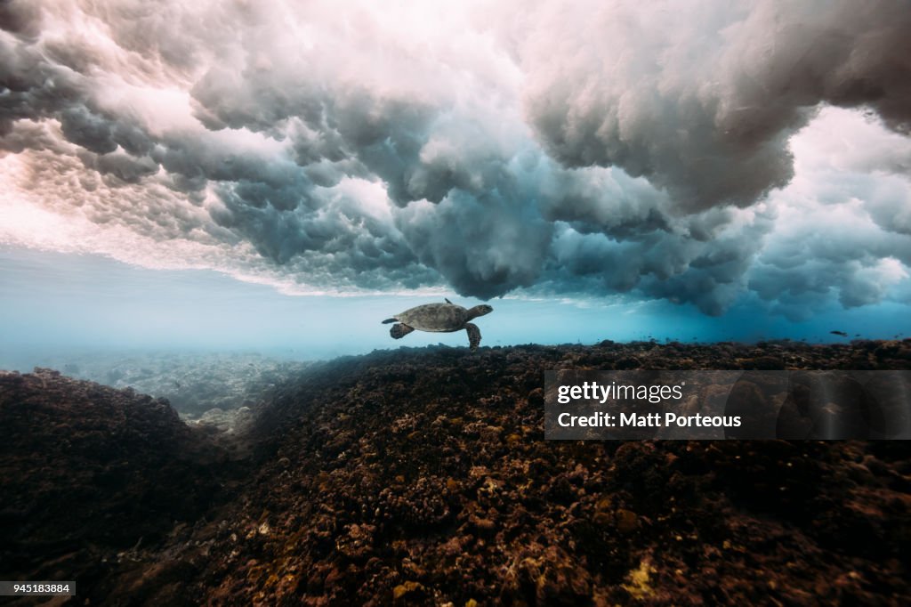 Sea turtle under breaking waves