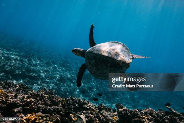 Sea Turtle