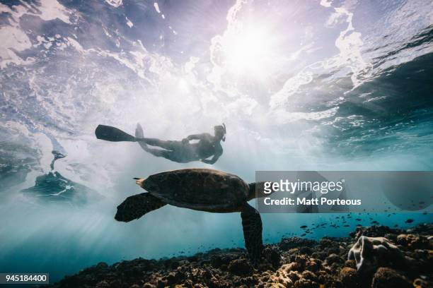 sea turtle and surfer - adventure　sea stock-fotos und bilder