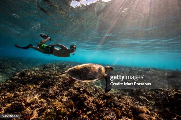 snorkeling with a turtle - duck dive stock pictures, royalty-free photos & images