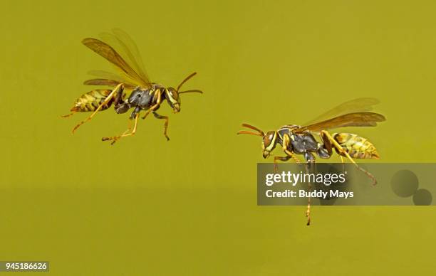 393点のアシナガバチのストックフォト Getty Images 393点のアシナガバチのストックフォト Getty Images