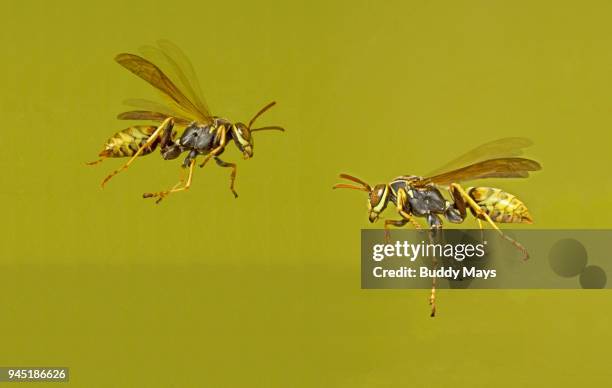european paper wasps, polistes dominula, in flight - polistes wasps stock pictures, royalty-free photos & images