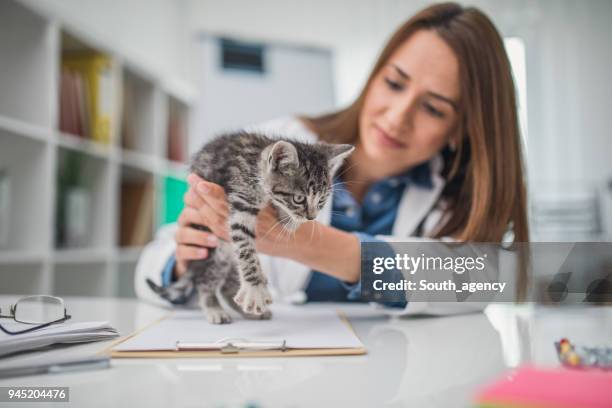 frau tierarzt mit einer katze - pet insurance stock-fotos und bilder