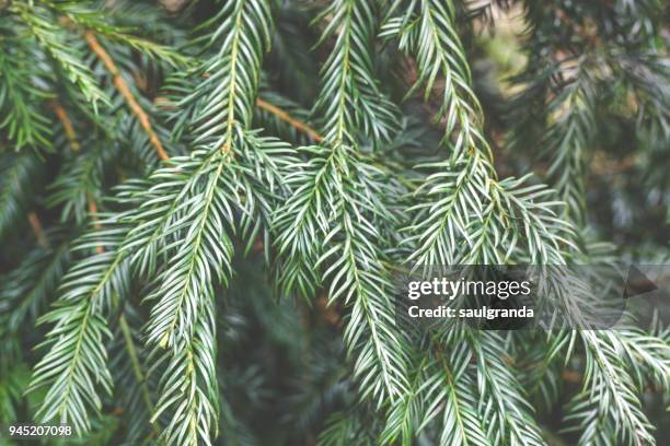 common yew close-up - yew needles stock pictures, royalty-free photos & images