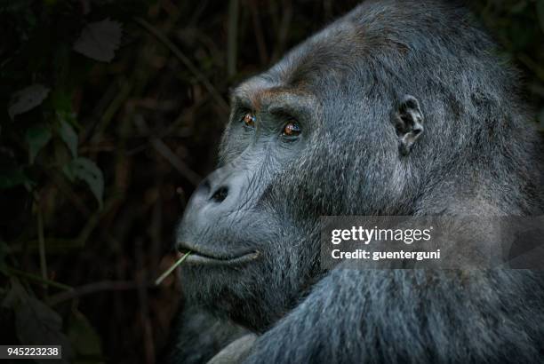 portrait of a silverback eastern lowland gorilla, wildlife shot, congo - eastern lowland gorilla stock pictures, royalty-free photos & images