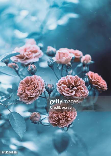 small roses flowers on blue background closeup - kronblatt stock-fotos und bilder