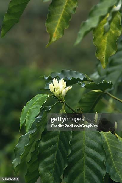 coffee plant with blossoms - jamaica coffee stock pictures, royalty-free photos & images