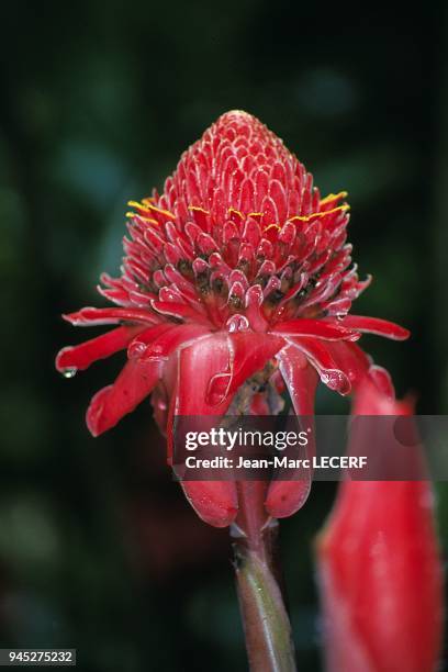 West indies flora tropical flower rose de porcelaine jardin de balata garden flore fleur tropicale rose de porcelaine jardin de balata.