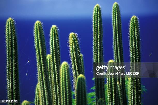 Flora flower cactus view sea flore fleur cactus vue mer.