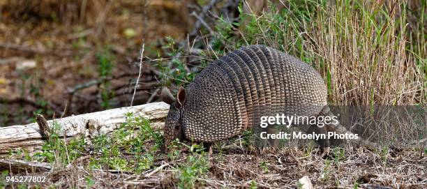 armadillo - armadillos stock pictures, royalty-free photos & images