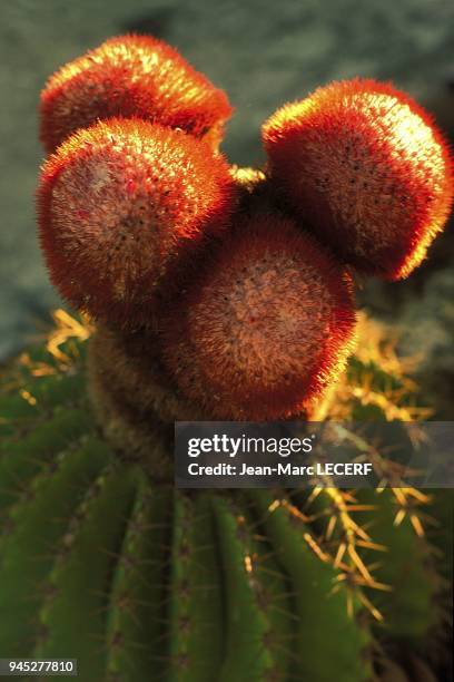 Flora flower cactus zoom flore fleur cactus gros plan.