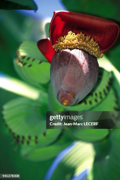 West indies flora flower banana zoom flore fleur gros plan.