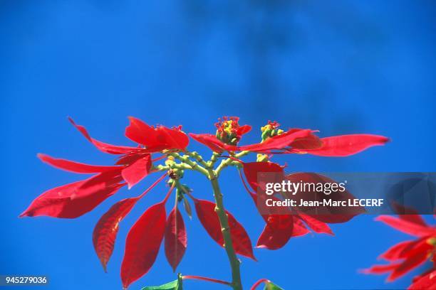 West indies flora tropical flower six mois rouge antilles flore fleur tropicale six mois rouge.