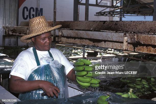 West indies martinique agriculture banana factory woman people crop antilles martinique agriculture usine de banane femme personnage recolte.